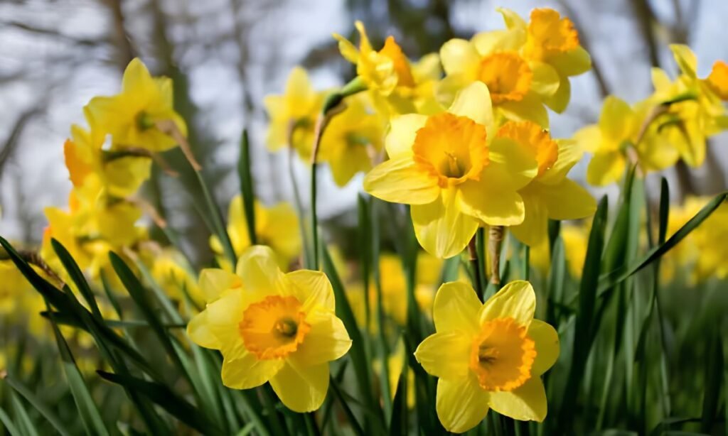 
Daffodil.