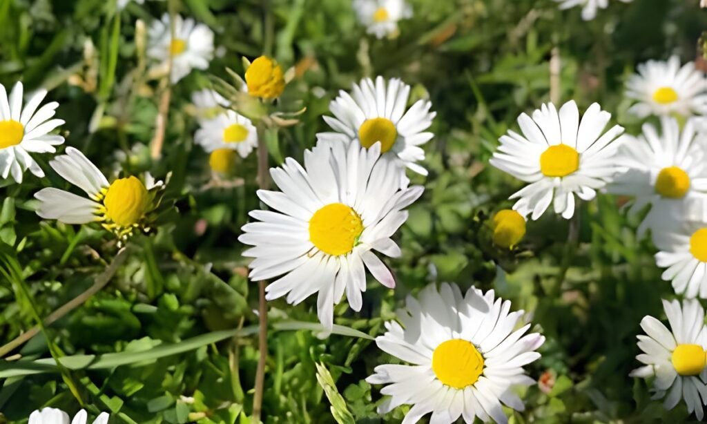 Daisy