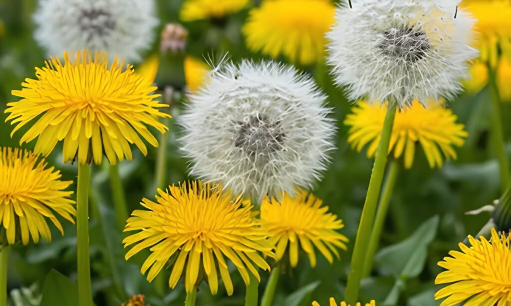Dandelion
