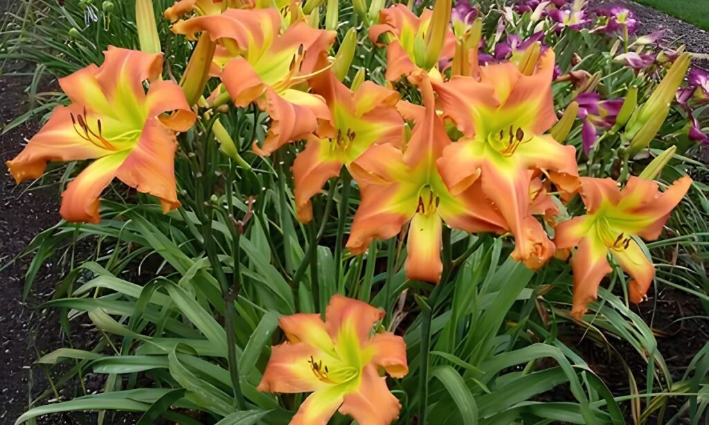 Daylily