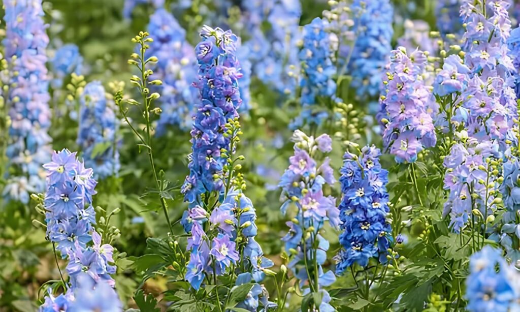 Delphinium