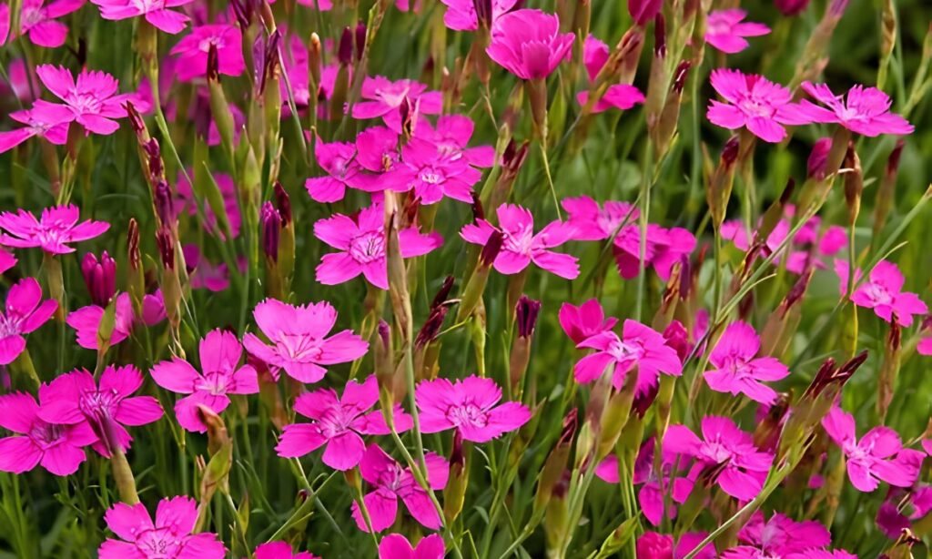 Dianthus