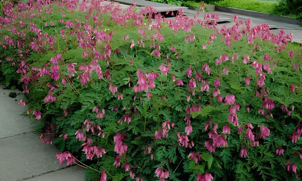 Dicentra