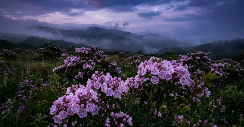 Purple Flowers That Start With K